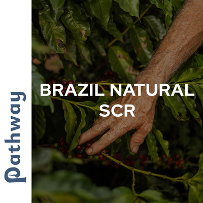 100% Arabica BRAZIL Green Coffee 10lbs