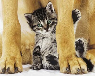 Safe and Pretty Cute Photo Print Poster 20x16