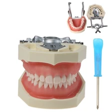 Dental Kilgore Nissin 200 Type Typodont Model 28 pcs Removable Teeth M8011