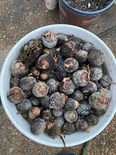 15 BUR OAK ACORNS (some are sprouting)