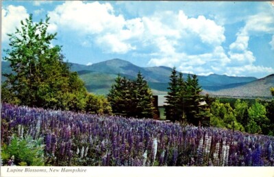 Lupine Blossoms Presidential Range White Mountains Jefferson New Hampshire