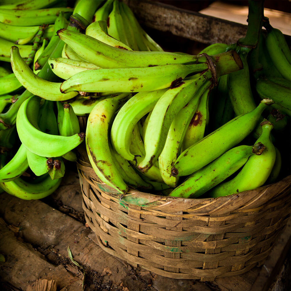 Banana Tree Live Plant Musa Puerto Rican Plantain Indoor/Outdoor