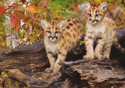 Wildlife *** Zoo Postkarte   PUMA   *  Gepard   Babys   *  Postcard  # 2C