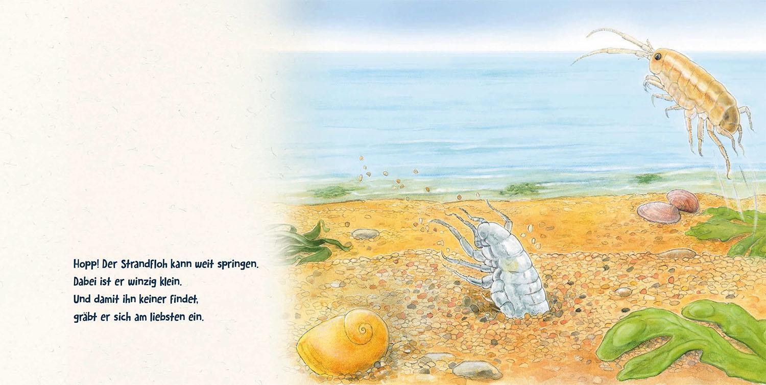 Thumbnail - Guck Mal Tief Ins Meer | Lisa Apfelbacher (u. A.) | Buch | 24 S. |