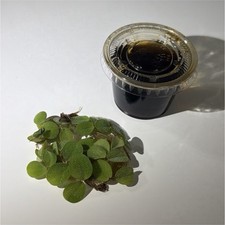 85 Salvinia Freshwater Aquarium Plant Tropical FREE MYSTERY FLOATING PLANT