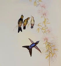 Gould Thorn-bill Hummingbird Vintage Illustration Bird Art Print Bookplate 189