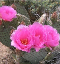 Opuntia basilaris Beaver Tail Cactus Pink Flowers 1 Pad