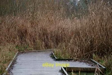 Photo 12x8 Morden Hall Park Morden/TQ2568 Boardwalk in the wetlands area. c2021