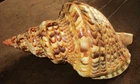 GIANT TRITON'S TRUMPET CHARONIA  TRITONIS SEASHELL,BEAUTIFUL STRIPES & COLOR 11"