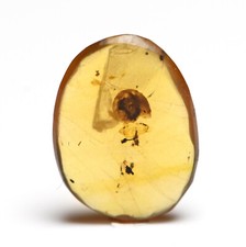 Scarce Gastropoda Land Snail , in Burmese Amber
