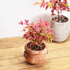 Nandina domestica "Bambù Sacro" pianta a cespuglio in vaso biodegradabile ø8 cm