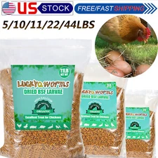 Bulk Dried Black Soldier Fly Larvae for Chickens Birds Treats High Calcium Lot