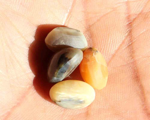 18.0 Ct 9*13 MM Natural Color Cat's Eye Opal Oval Cabochon Loose Gemstone 4 Pic - Picture 4 of 5