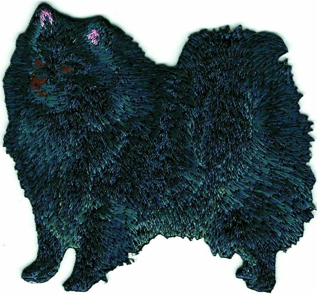 black german spitz dog