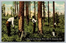 Postcard Dipping & Scraping Rosin Gum Turpentine Still Black Men Working