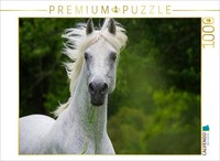 Calvendo Puzzle Portrait Of A Dream Horse: The Lipizzaner | 1000 Pieces, Finishe