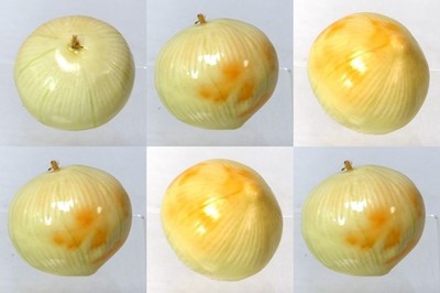 SEE PICS! 6-pack Artificial Onion White Vegetable Fake Vegetables Cebolla LOT