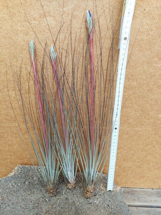 Tillandsia juncea, raíz desnuda, XL, con brote