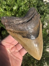 6 1/4/ Inches Monster Megalodon Shark Tooth Record Size Museum Fossil Teeth