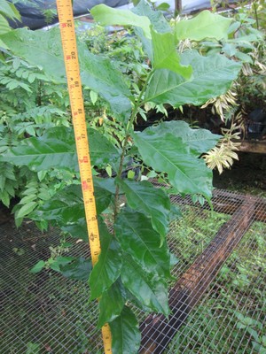 peanut butter tree leaves