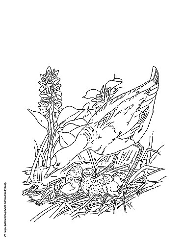 Creative Haven Beautiful Birds Coloring Book (Creative Haven Coloring Books) - Bild 11 von 12