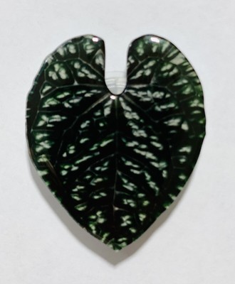 Anthurium Luxurians Leaf Phone Grip - Gorgeous Green and White Leaf Pattern