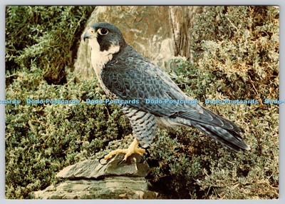 D327824 Britische Greifvögel. Wanderer. Falco peregrinus. Kenneth W. Fink. Ard