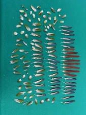 115+ Pineapple Conure Wing Feathers blue/green/red Naturally Molted  (1”-6 1/8”)