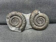 Double Dactylioceras sp Fossil Ammonite, Jurassic, Whitby, Yorkshire, England