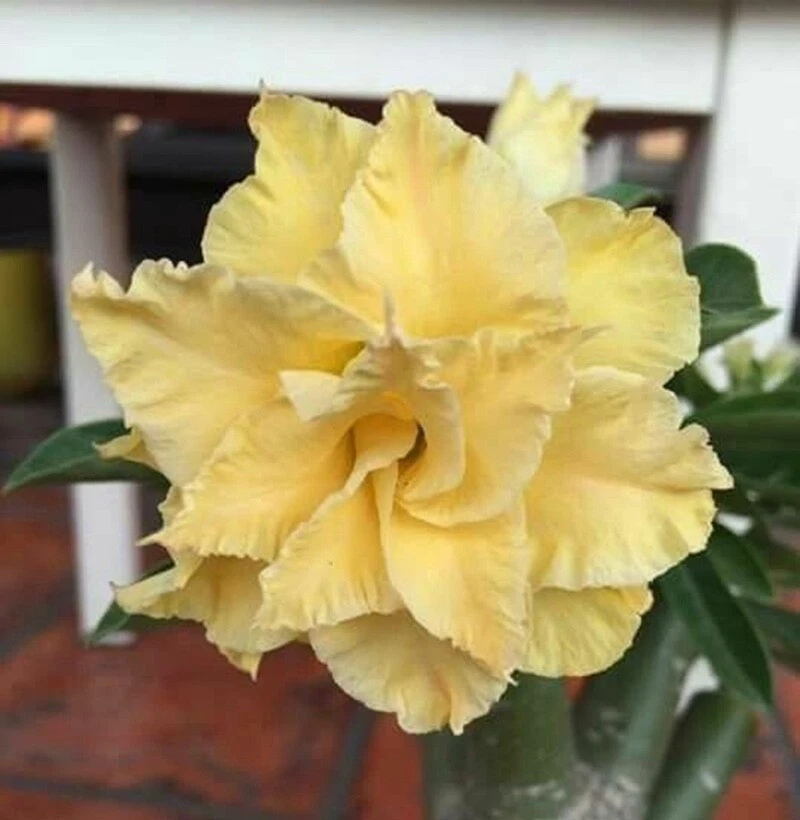 Tubérculo De Rosa Del Desierto Resistente | Planta Perenne Para Cultivo En Maceta O Exterior | Adea Spp.