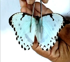 morpho  catenarius male 
