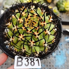 No rooting-   Eriosyce ihotzkyanae -Ariocarpus/Astrophytum myriostigma