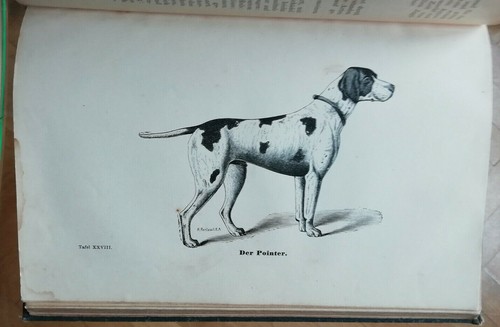 Der Hund uns seine Rassen Arthur SEYFARTH éd 1898 - Picture 7 of 9