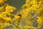 Ohio Goldenrod Seeds |  Midwest Flora