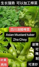 300+Asian stem mustard tuber zha choy Swollen Knob Tsa Tsai seeds 300多粒四川涪陵榨菜种子