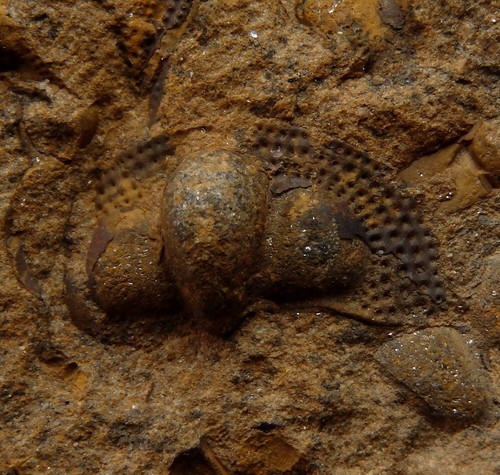 Ordovician TRILOBITE Onnia sp. --- Morocco Anti-Atlas Erfoud /pf942 - Picture 6 of 11