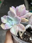 Echeveria Succulent Pink/Green/Purple Rosette Potted Plant #579 — photo 8