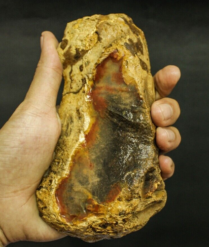 492GR BEAUTIFULL ROUGH POLISHED NATURAL MULTICOLOR PETRIFIED WOOD SLAB SPECIMEN - Picture 11 of 11