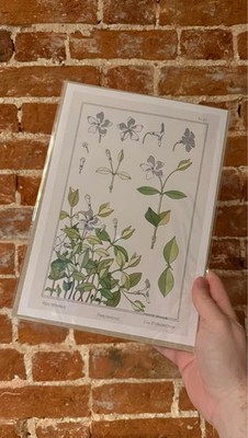 Immergrün Blume Pflanze Floral Flora A4 Druck Vintage Retro Deko Kunst Geschenkidee
