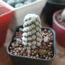 4CM Succulent Cactus Plant Mammillaria Theresae (Single Head) Cactaceae Plant