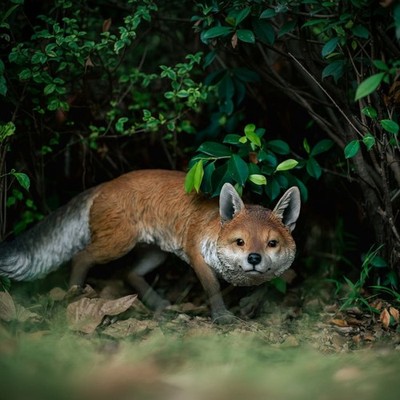 26.5'' L Fox Prowling Resin Garden Statue Home Garden Decor Yard Animal Sculpture