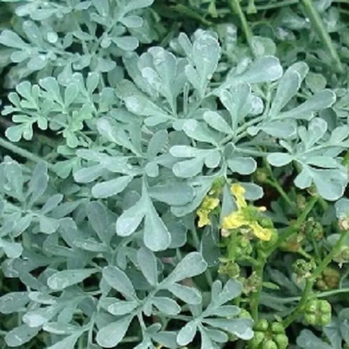 3x Plug Plants Rue Ruta Graveolens Medicinal Herb Perennial herbs cat