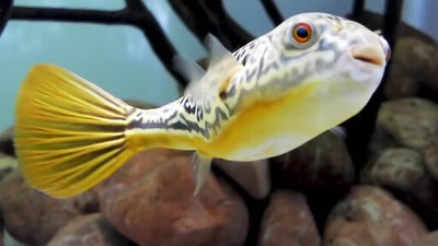 fahaka puffer for sale