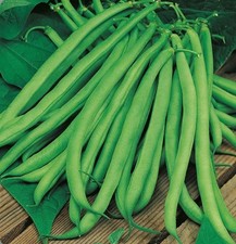 Blue Lake Bean - Climbing French Bean  - 20 Seeds  Vegetable Seeds-Easy to grow 