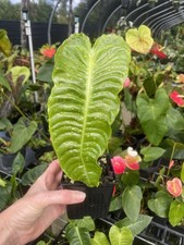 Anthurium Veitchii 4" pot, Fedex 2day