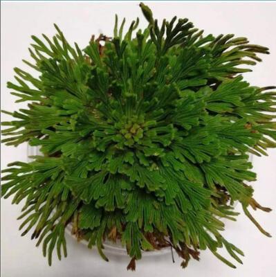 Resurrection Plant Mystical Resurrection Plant Rose of Jericho Flower 3''-4''