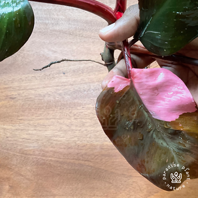 Highly Variegated Half Moon Pink Princess VERY RARE Philodendron Rooted 4  Nodes | eBay