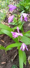 Chinese Ground Orchid Purple, 2 tubers