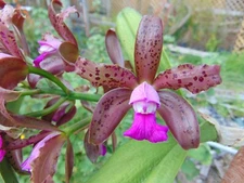 Cattleya leopoldii 'San Bar Giant' FCC/AOS 2" pot RARE SPECIES NICE PLANT