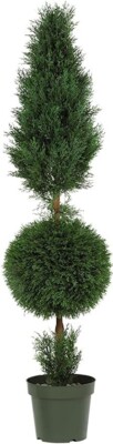 Nearly Natural 5168 5ft. Artificial Cypress Ball&Cone Silk Tree w/Planter LOCAL